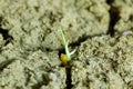 The rice seedling germinate