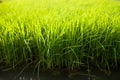Rice Seedling Royalty Free Stock Photo