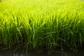 Rice Seedling