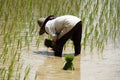 Rice Seedling Planting Royalty Free Stock Photo