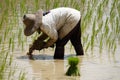 Rice Seedling Planting Royalty Free Stock Photo