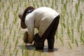Rice Seedling Planting Royalty Free Stock Photo