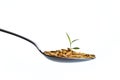 Rice seedling in spoon Royalty Free Stock Photo