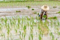 Rice seedling transplanting Royalty Free Stock Photo