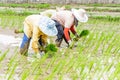 Rice seedling transplanting Royalty Free Stock Photo