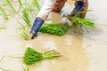 Rice seedling transplanting Royalty Free Stock Photo