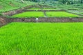 Rice seedling in warter at field Royalty Free Stock Photo
