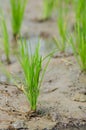 Rice seedling in a wet paddy field in Thailand. Royalty Free Stock Photo