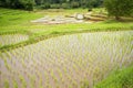 Rice seedlings