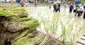 Rice seedlings with a blur of the muddy Asian children enjoys planting rice in the field farm for learning how the rice growing