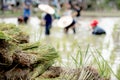 Rice seedlings with a blur of the muddy Asian children enjoys planting rice in the field farm for learning how the rice growing