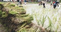 Rice seedlings with a blur of the muddy Asian children enjoys planting rice in the field farm for learning how the rice growing