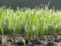 Rice Seedlings with Dew Drops on Early Morning