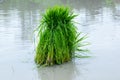 The Rice seedlings Royalty Free Stock Photo