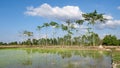 Rice seedlings field front of forest and blue sky with white clouds reflection on water Royalty Free Stock Photo