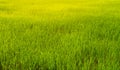 Rice seedlings in Rice field green background. agriculture, An organic asian farm.