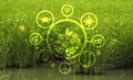 Rice seedlings in field,modern agriculture concept with connected icons related to smart agriculture  modern technology concept, Royalty Free Stock Photo