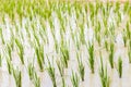 Rice seedlings in the Rice fields. Clouse up. Royalty Free Stock Photo