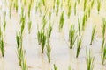 Rice seedlings in the Rice fields. Clouse up. Royalty Free Stock Photo