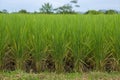 Rice seedlings growing