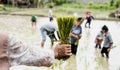 Rice seedlings in the hands of an elderly woman with a blur of the muddy Asian children enjoys planting rice in the field