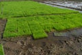 Rice seedlings nursery in trays Royalty Free Stock Photo