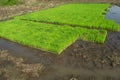 Rice seedlings nursery in trays Royalty Free Stock Photo