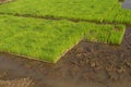 Rice seedlings nursery in trays Royalty Free Stock Photo