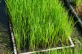 Rice seedlings nursery in trays Royalty Free Stock Photo
