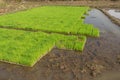 Rice seedlings nursery in trays Royalty Free Stock Photo