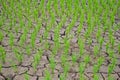 Rice seedlings in paddy field growing racked and dry soil in arid areas landscape Royalty Free Stock Photo