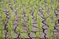 Rice seedlings in paddy field growing racked and dry soil in arid areas landscape Royalty Free Stock Photo