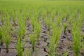 Rice seedlings in paddy field growing racked and dry soil in arid areas landscape Royalty Free Stock Photo