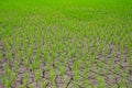 Rice seedlings in paddy field growing racked and dry soil in arid areas landscape Royalty Free Stock Photo