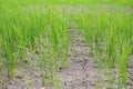 Rice seedlings in paddy field growing racked and dry soil in arid areas landscape Royalty Free Stock Photo