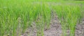 Rice seedlings in paddy field growing racked and dry soil in arid areas landscape Royalty Free Stock Photo