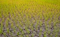 Rice seedlings in paddy field growing racked and dry soil in arid areas landscape Royalty Free Stock Photo