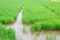Rice seedlings in paddy rice Royalty Free Stock Photo