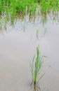 Rice seedlings in paddy rice Royalty Free Stock Photo