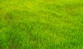 Rice seedlings in Rice field green background. agriculture, An organic asian farm.