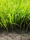 Rice seedlings