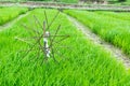 The rice seedlings vegetate in water. Royalty Free Stock Photo