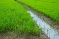 The rice seedlings vegetate in water. Royalty Free Stock Photo
