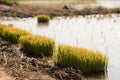 Rice seedlings grown in a nursery are ready to be planted in a rice field. This is called transplanting.