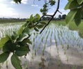 The rice seeds growth plant