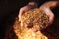 Rice seeds on hand