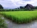 rice seeds that have been seeded and are ready to go into the ground Royalty Free Stock Photo