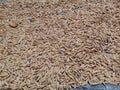 Rice seeds are dried in the sun before being processed into rice Royalty Free Stock Photo