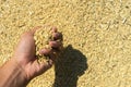 Rice seeds on man farmer hands on paddy background