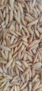 Rice Seeds for replanted Royalty Free Stock Photo